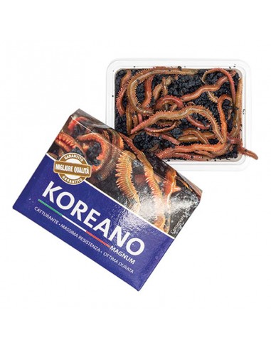 Coreano Maghum VENDITA PRESSO THEPESCA.COM PALINURO