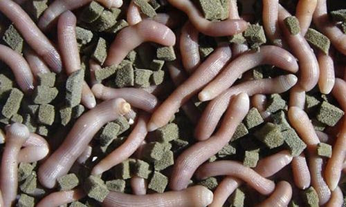 Bibi  – VENDITA PRESSO THEPESCA.COM PALINURO